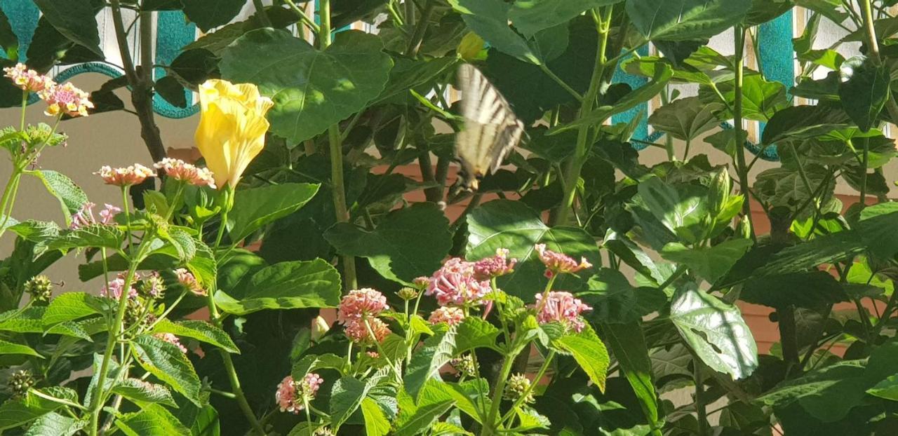 Appartamento Con Giardino Sul Mare غالّيبولي المظهر الخارجي الصورة
